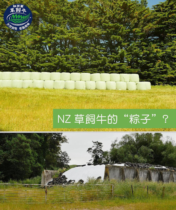 【十個你不知道的草飼牛知識06】在紐西蘭,草飼牛也有『粽子』吃 【十個你不知道的草飼牛知識06】在紐西蘭,草飼牛也有『粽子』吃